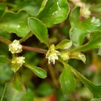 Alternanthera bettzickiana (Regel) G.Nicholson